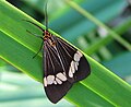 Magpie moth (Nyctemera secundiana) found in central Queensland, Australia