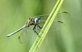 Immature male