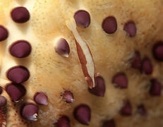 Periclimenes soror on a pillow starfish Culcita schmideliana.