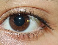 Medium brown iris