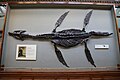 Fossil Marine Reptiles