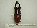 Prosopocoilus astacoides cinnamomeus