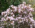 Rhododendron racemosum