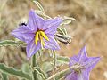 Solanum elaegnifolium