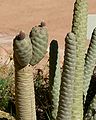 Tephrocactus articulatus