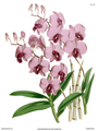 Queensland: Cooktown orchid