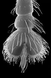 Metatarsus of weevil Trigonopterus sp. (from Java); scanning electron micrograph