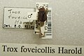 Trox foveicollis