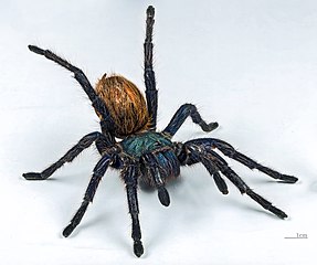 Greenbottle blue tarantula, Female