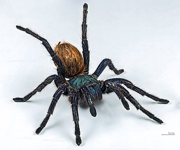 Greenbottle blue tarantula, by Archaeodontosaurus