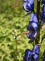 Aconitum napellus close-up