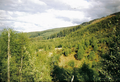 A picture of the forests above Balnain in 1999.[69]