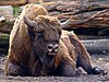 Rare European bison at PA0412