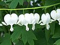 白花荷包牡丹 Dicentra spectabilis 'Alba'