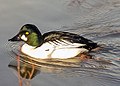 Common Goldeneye Bucephala clangula