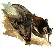 Drawing of brown bat