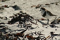 Two-banded Plover (breeding plumage?)