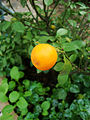 金橘或Citrofortunella 品種金橘（英语：Citrofortunella）