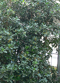 Corynocarpus laevigatus