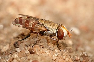 Craticulina sp, a parasite of the sand wasp