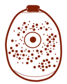 An encysted C. leachi cell with a developed operculum.