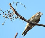 eating fruits of Toxicodendron succedaneum