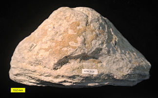 Densastroma pexisum, a stromatoporoid from the Silurian of Saaremaa Island, Estonia.