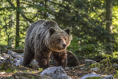 Eurasian brown bear Ursus arctos ♀ Slovenia