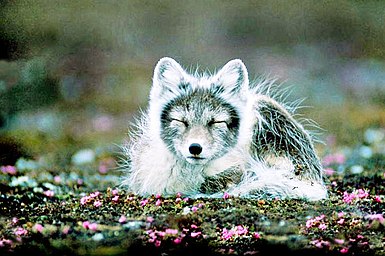 Arctic fox at Svalbard, Norway