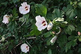 Common hibiscus