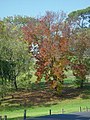 Sculpture park next to the Heide Museum of Modern Ar