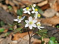 Thalictroideae: Isopyrum thalictroides