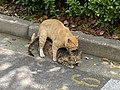 於 2022年7月14日 (四) 05:45 版本的縮圖