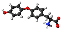 Ball-and-stick model of the L-thyronine molecule as a zwitterion