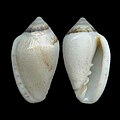 Marginella minuscula Algoa Bay, South Africa