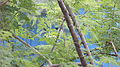 A branch of Drumsticks tree(Munaga in Telugu)Hyderabad Andhra Pradesh India