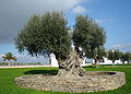 Olive tree at the Esporão estate