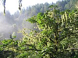 Bigleaf Maple (Acer macrophyllum)