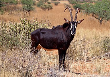 Sable antelope Hippotragus niger ♂ South Africa