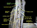 臂丛神经与腋动脉 (3)