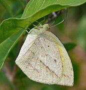 尖角黄粉蝶 Eurema laeta