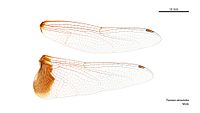 Male Tramea stenoloba wings