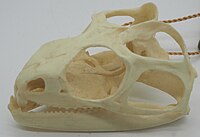 Skull of the tuatara in oblique view