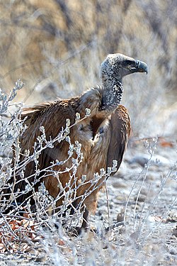 White-backed vulture (gyps africanus) near Okaukuejo in Etosha National Park, Namibia
