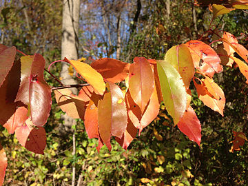 Autumn foliage