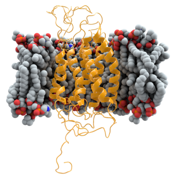 Ribbon model of CCR5 (yellow), shown within the cell membrane (grey and red)