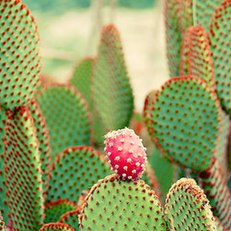 Opuntia in the El Boticario de Almería park, Spain.