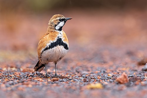 Cinnamon quail-thrush