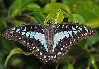 Dorsal view