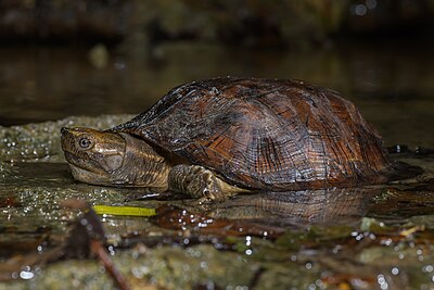 Oldham's leaf turtle